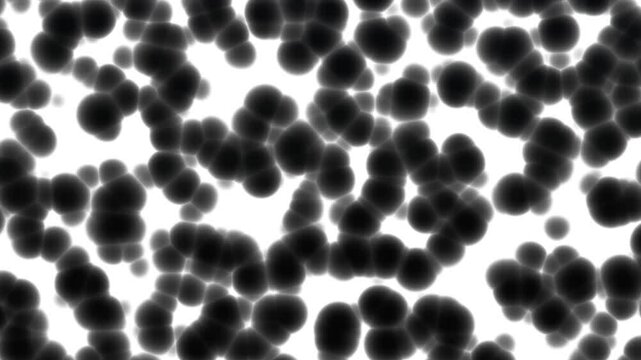 4K Cells are Infected with Virus Black And White Loop Animation Background