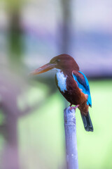 The White-throated Kingfisher on a branch in nature