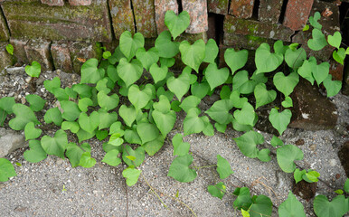 heart shape leaf of creeper plant