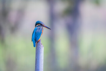 The Common Kingfisher on a branch in nature