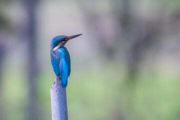 The Common Kingfisher on a branch in nature
