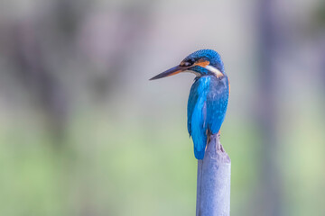 The Common Kingfisher on a branch in nature