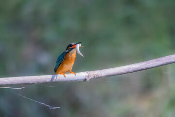 The Common Kingfisher on a branch in nature