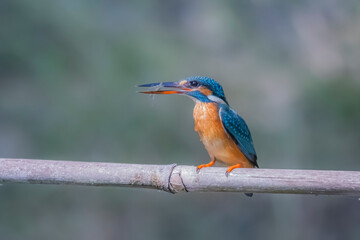 The Common Kingfisher on a branch in nature