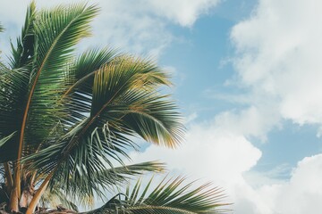 Green Leaves of palm, coconut tree with white cloud and blue-sky background