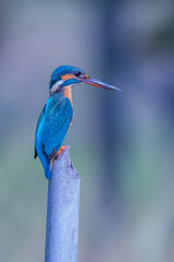 The Common Kingfisher on a branch in nature