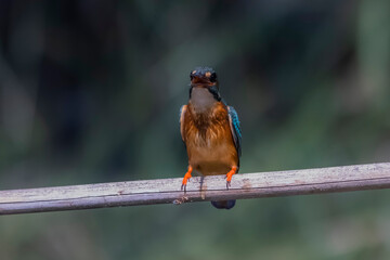 The Common Kingfisher on a branch in nature