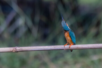 The Common Kingfisher on a branch in nature