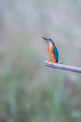 The Common Kingfisher on a branch in nature