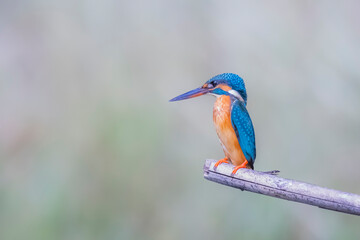 The Common Kingfisher on a branch in nature