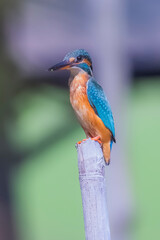 The Common Kingfisher on a branch in nature