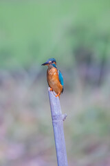 The Common Kingfisher on a branch in nature