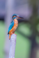 The Common Kingfisher on a branch in nature