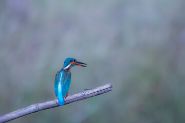 The Common Kingfisher on a branch in nature