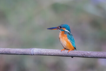 The Common Kingfisher on a branch in nature