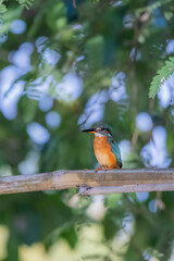The Common Kingfisher on a branch in nature