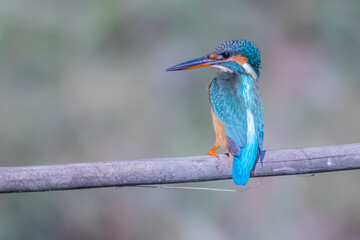 The Common Kingfisher on a branch in nature