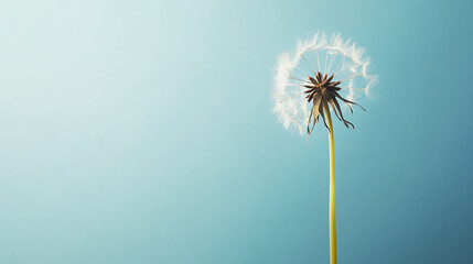 Fototapeta premium Whispers of Wishes: A delicate dandelion, poised on a slender stem against a soft, gradient backdrop, beckons with its promise of dreams taking flight.