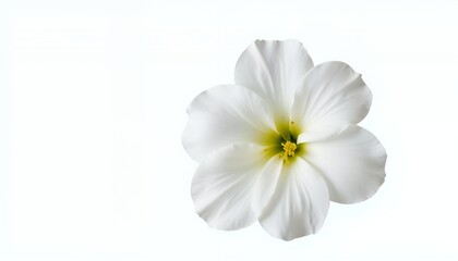 Fototapeta premium Closeup of a Pristine White Flower with Yellow Center on White Background