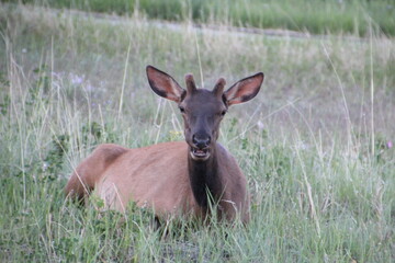 Elk On The Grass, Jasper National Park, Alberta