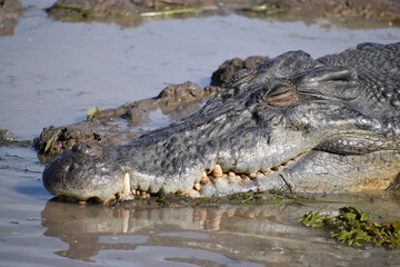 A crocodile sleeping in the wetland.