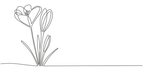 Spring crocus flower in continuous line art drawing style isolated on white background. 
