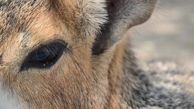 Patagonian mara (Dolichotis patagonum) resting in the sun