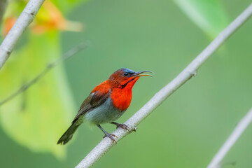 The Crimson Sunbird on a branch in nature