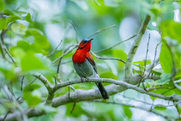 The Crimson Sunbird on a branch in nature