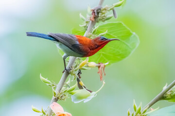 The Crimson Sunbird on a branch in nature