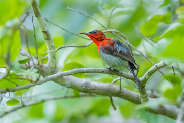 The Crimson Sunbird on a branch in nature