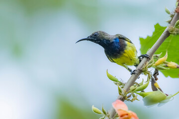 The Olive-backed sunbird on a branch in nature