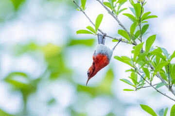 The Crimson Sunbird on a branch in nature