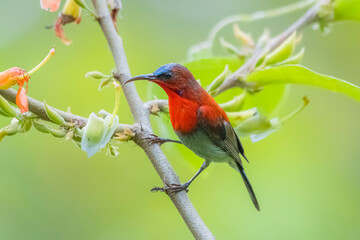 The Crimson Sunbird on a branch in nature