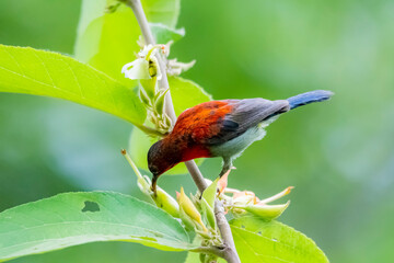 The Crimson Sunbird on a branch in nature
