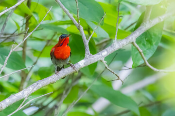 The Crimson Sunbird on a branch in nature