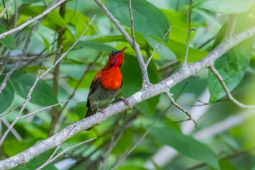 The Crimson Sunbird on a branch in nature