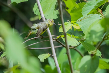 The Crimson Sunbird on a branch in nature