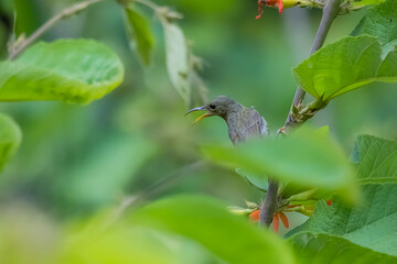 The Crimson Sunbird on a branch in nature