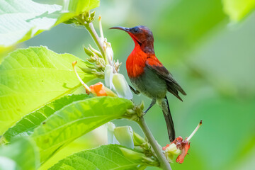The Crimson Sunbird on a branch in nature