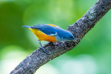 The Orange-bellied Flowerpecker in nature of Thailand
