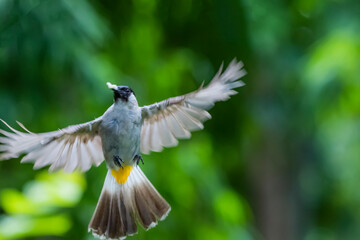 The Sooty-headed Bulbul  in nature of Thailand