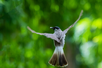 The Sooty-headed Bulbul  in nature of Thailand