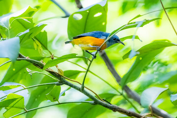 The Orange-bellied Flowerpecker in nature of Thailand