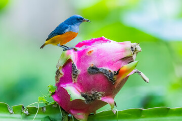 The Orange-bellied Flowerpecker in nature of Thailand