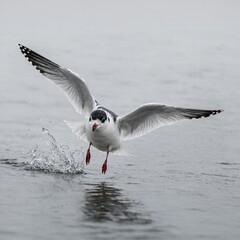 A little gull flapping its wings, caught in motion against a white backdrop.