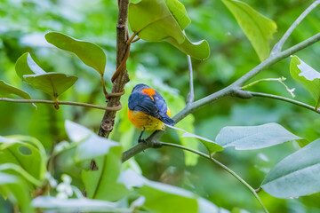The Orange-bellied Flowerpecker in nature of Thailand