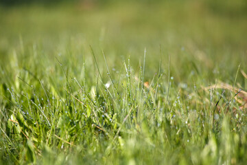 grass field with dew drops shining in the sun.