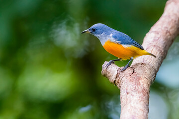 The Orange-bellied Flowerpecker in nature of Thailand