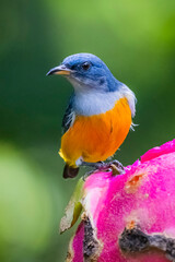 Fototapeta premium The Orange-bellied Flowerpecker in nature of Thailand